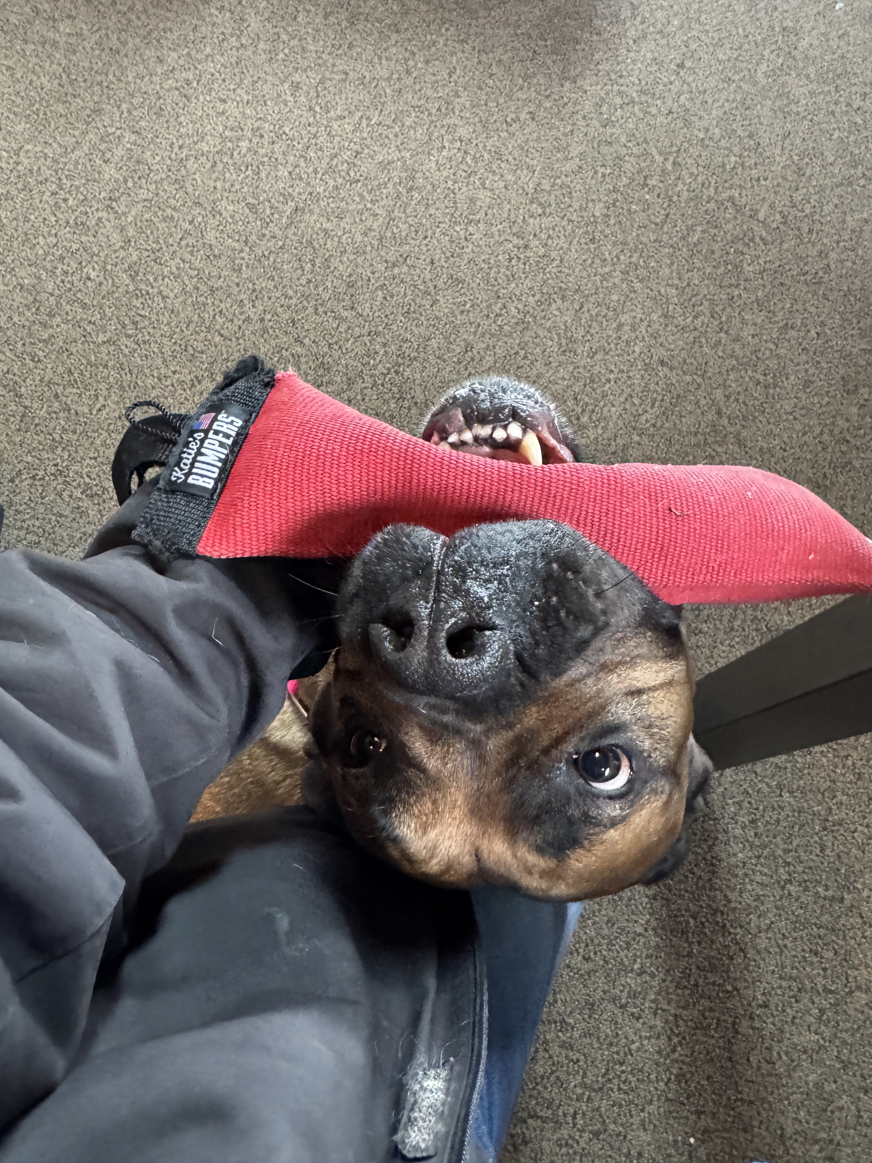 "Close-up photo of a dog with a toy in its mouth."